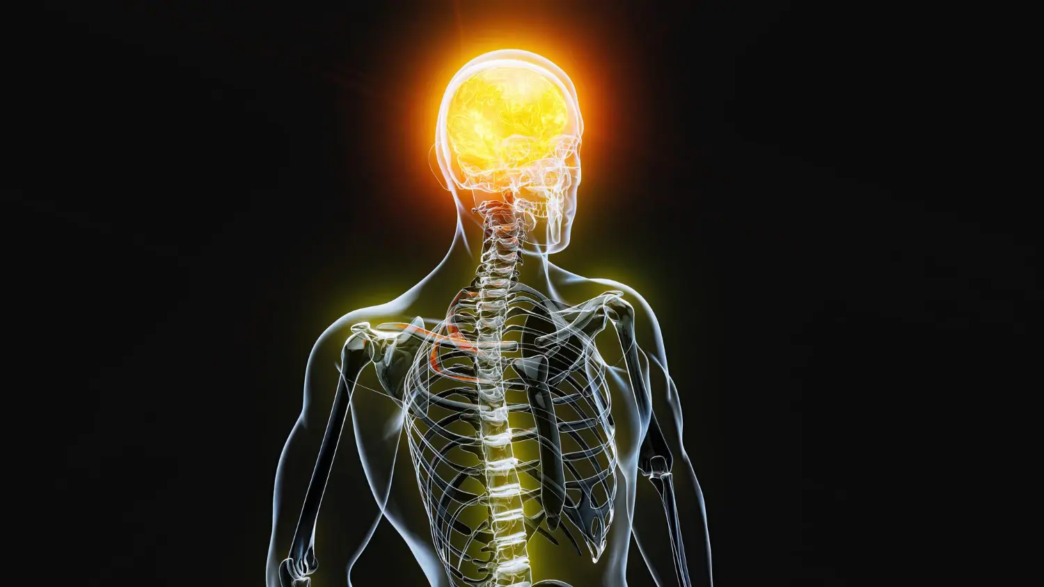 العصب السابع